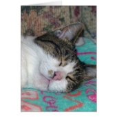 Honey Sleeping (Front)