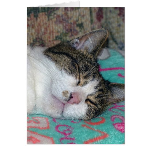Honey Sleeping Cards (Front)