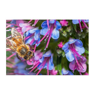 Honeybee Acrylic Art Colorful Flower Macro