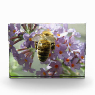 Honeybee and Buddleia Flowers Decorative Award