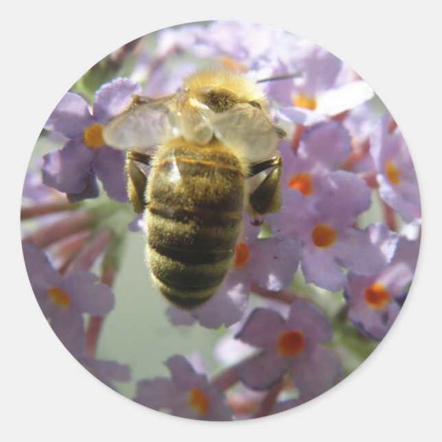 Honeybee and Buddleia Flowers Stickers (Front)