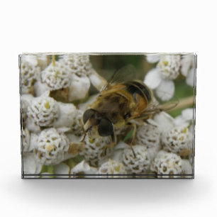 Honeybee and Flowers Decorative Award