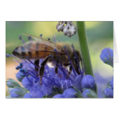 Honeybee Drinking Nectar (Front Horizontal)