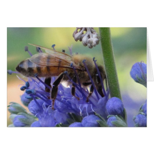 Honeybee Drinking Nectar Cards (Front Horizontal)