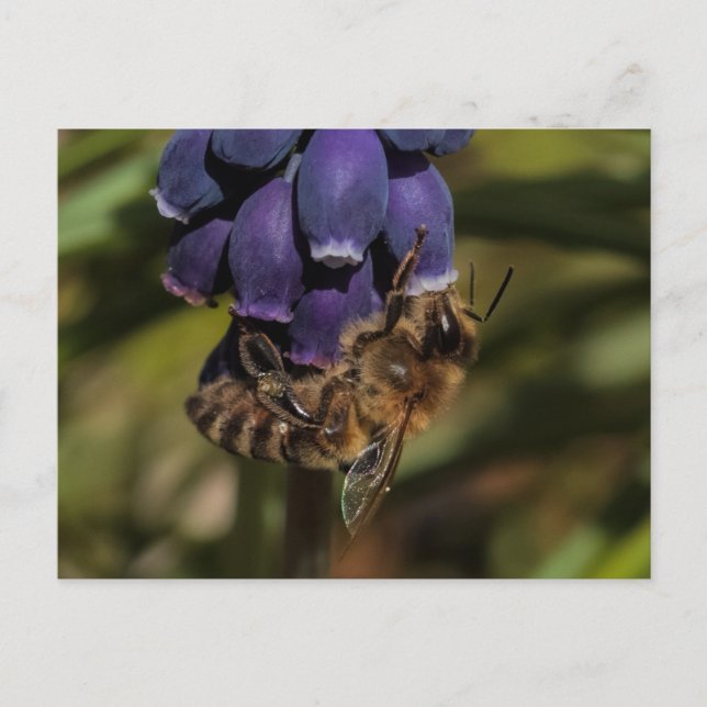 Honeybee enjoys a dark blue flower postcard (Front)