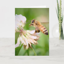 Honeybee in Flight on White Clover