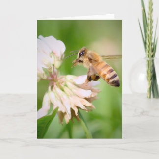 Honeybee in Flight on White Clover Card