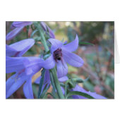 Honeybee in Harebell (Front Horizontal)