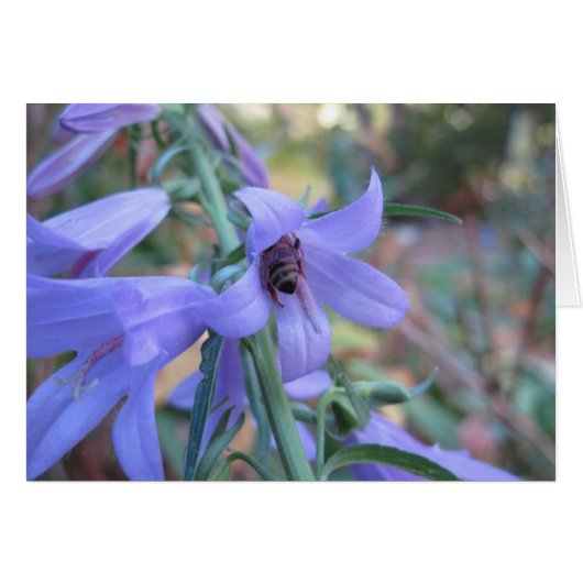 Honeybee in Harebell Cards (Front Horizontal)