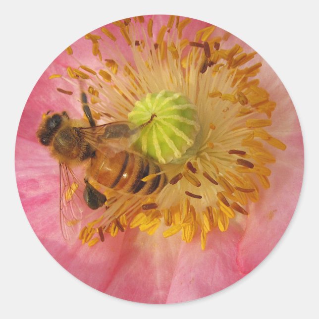 Honeybee in the Poppy Classic Round Sticker (Front)