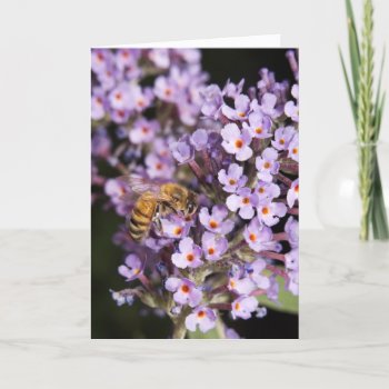 Honeybee On A Butterfly Bush Valentine Holiday Card by erinphotodesign at Zazzle