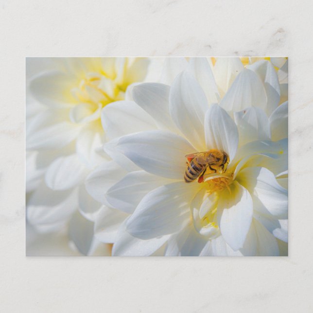 Honeybee on a Dahlia Postcard (Front)