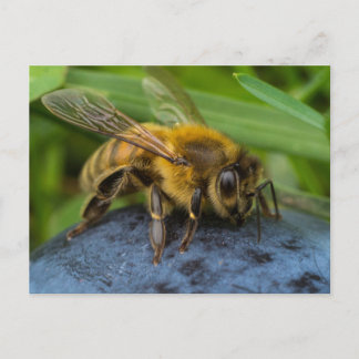 Honeybee on a Stone Postcard