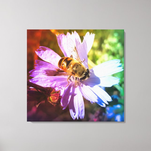 Honeybee on Chicory flower Canvas Print (Front)