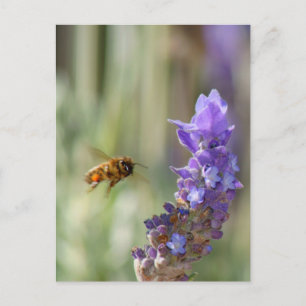 Honeybee on Lavender Postcard