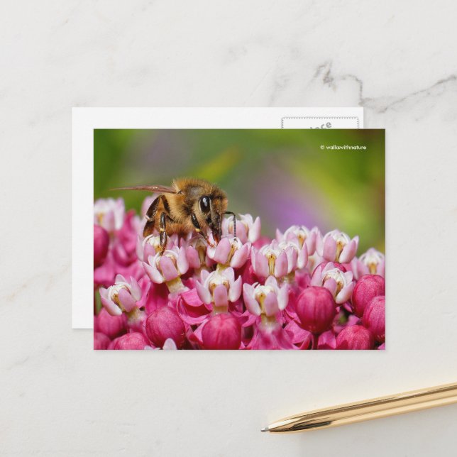 Honeybee on Narrowleaf Milkweed Plant Postcard (Front/Back In Situ)