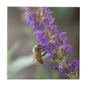 Honeybee on Salvia Ceramic Tile