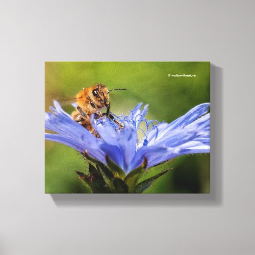 Honeybee on the Flowering Radicchio Canvas Print
