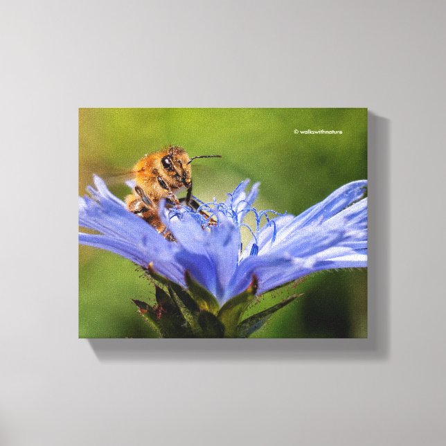 Honeybee on the Flowering Radicchio Canvas Print (Front)
