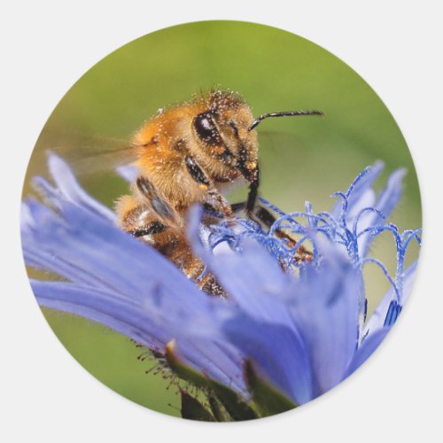 Honeybee on the Flowering Radicchio Classic Round Sticker