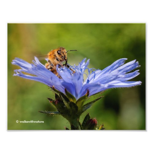 Honeybee on the Flowering Radicchio Photo Print