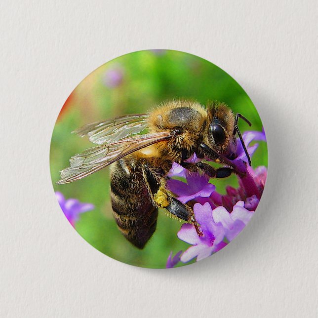 Honeybee on Verbena Button (Front)