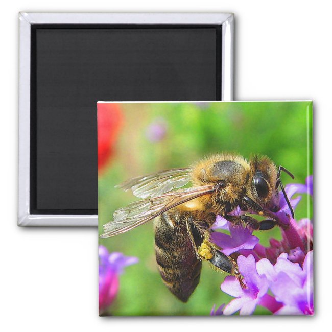 Honeybee on Verbena Nature