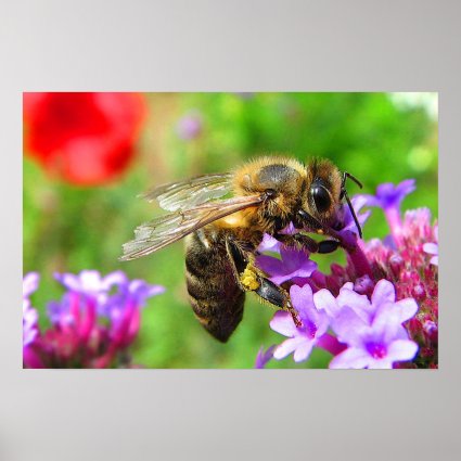 Honeybee on Verbena Poster