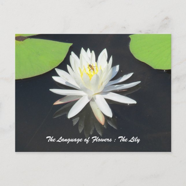 HoneyBee on Water Lily Postcard (Front)