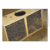 Honeybee Package (Front Horizontal)