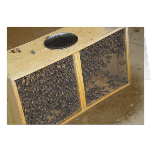 Honeybee Package Cards (Front Horizontal)