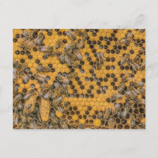 Honeybee Photo 2 Queen Cells on honey comb . Postcard