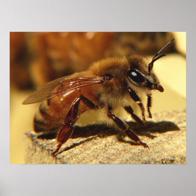 Honeybee Poster (Front)