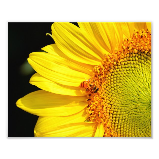 Honeybee Visiting a Sunflower Photo Print (Front)