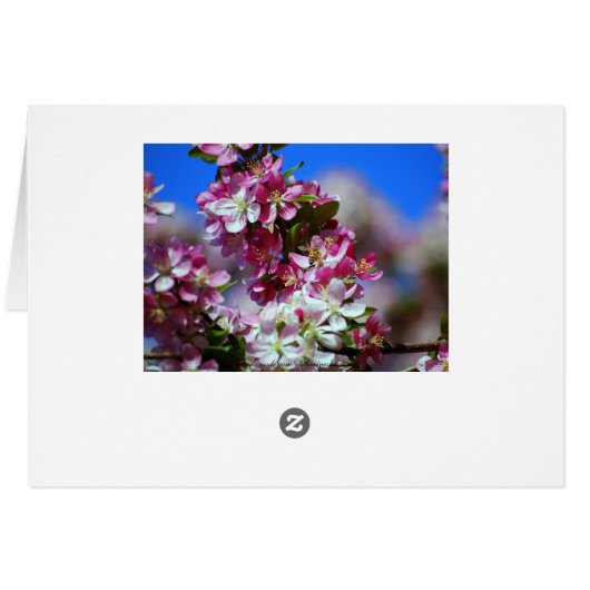 Honeybee Visiting Apple Blossoms (Back Horizontal)