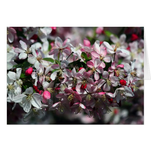Honeybee Visiting Apple Blossoms Cards (Front Horizontal)