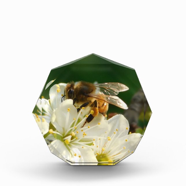 Honeybee & White Plum Macro | Acrylic Photo Block (Front)