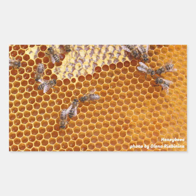 Hive Sticker Honeybees in a hive rectangular sticker | Zazzle