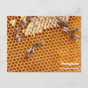Honeybees in the hive postcard
