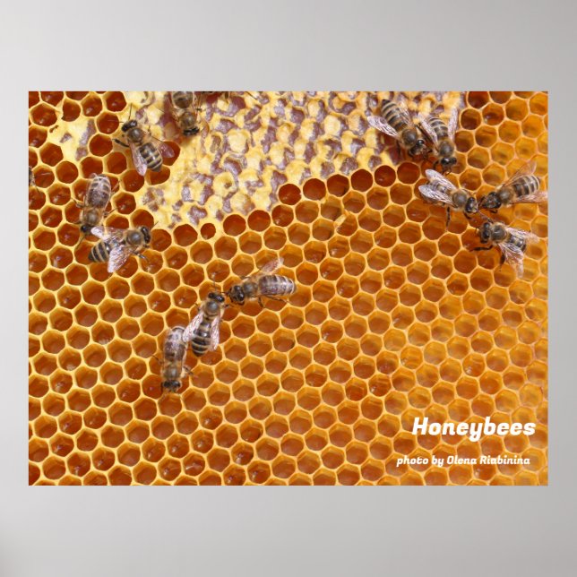 Honeybees in the hive poster (Front)