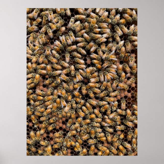 Honeybees on Brood Frame Poster (Front)