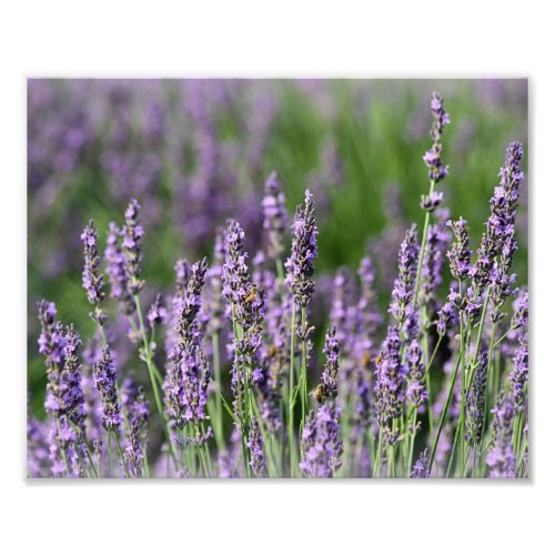 Honeybees on Lavender Flowers Photo Print