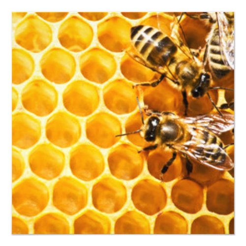 Honeycomb and Bees Pattern Design Photo Print
