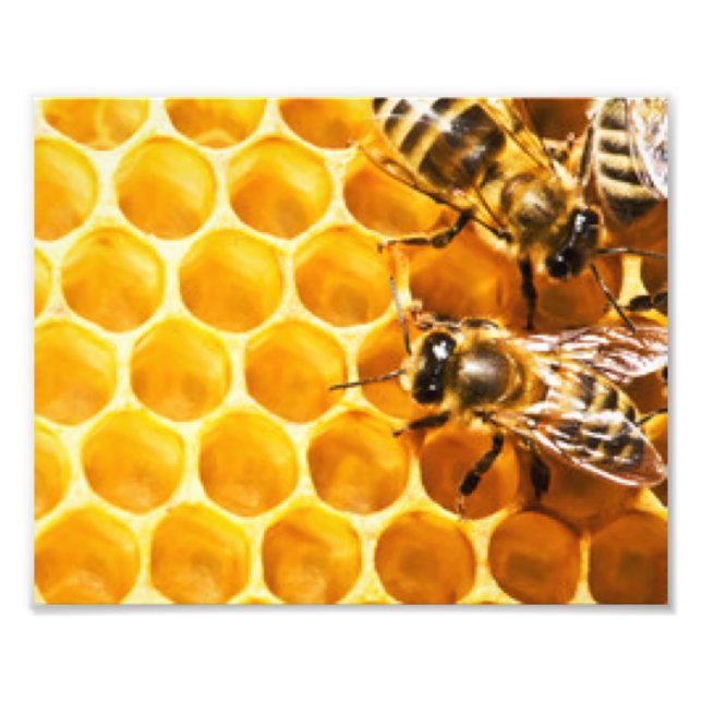 Honeycomb and Bees Pattern Design Photo Print (Front)