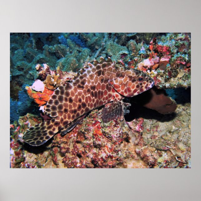 Honeycomb Grouper Poster (Front)