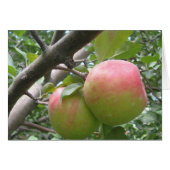 Honeycrisp (Front Horizontal)