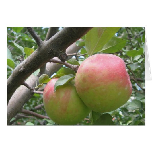 Honeycrisp Cards (Front Horizontal)