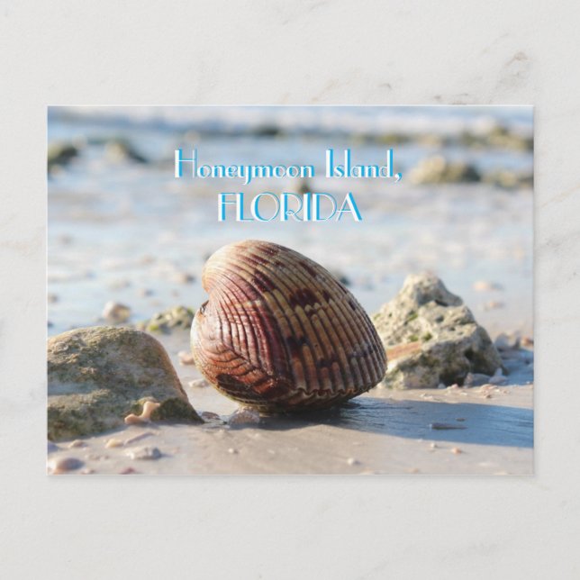 Honeymoon Island, Florida beach seashell Postcard (Front)