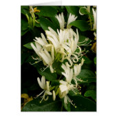 Honeysuckle (Front)