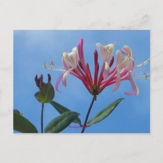 honeysuckle-1, Honeysuckle Postcard